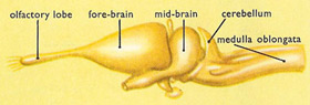 Brain of a crocodile from the left side