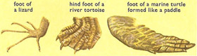 various reptilian feet