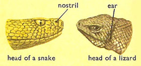 reptilian noses and ears