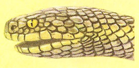 Scaly head of a snake