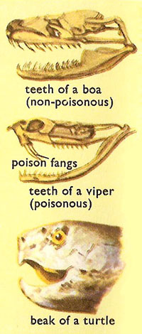 Reptilian teeth