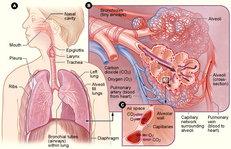 respiratory system