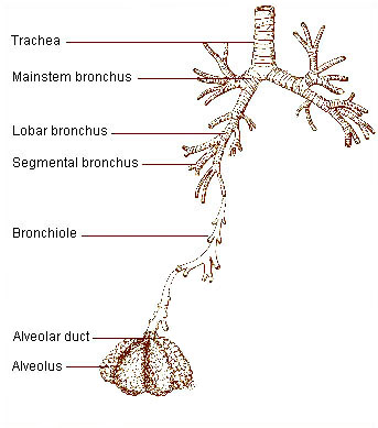 respiratory tract