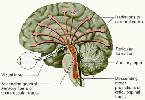 reticular formation