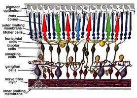 section of retina