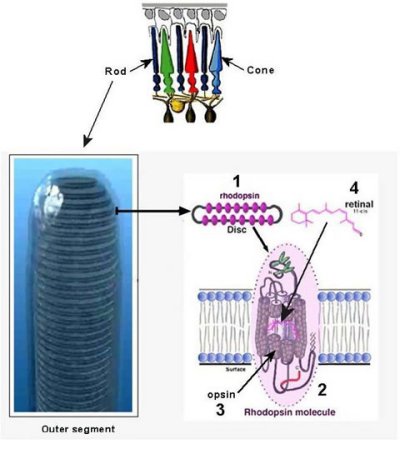 rhodopsin