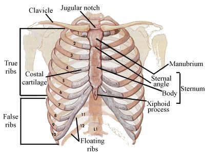 labeled diagram od the rib-cage and associated structuresk