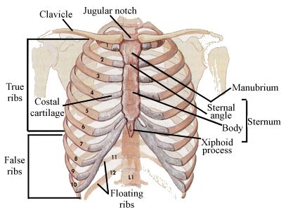 thoracic cage diagram labeled