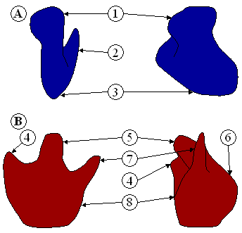 ribosome structure