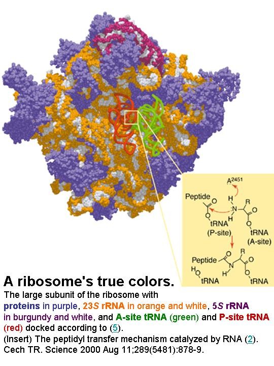 ribosome and RNA