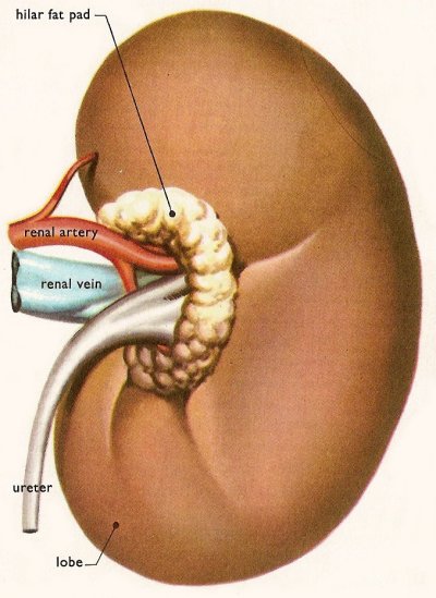 right kidney, rear view