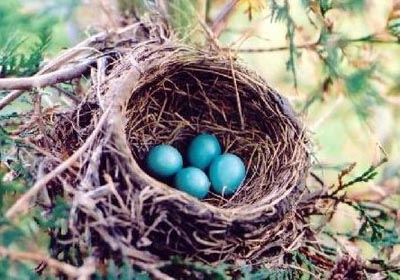 American robin's nest