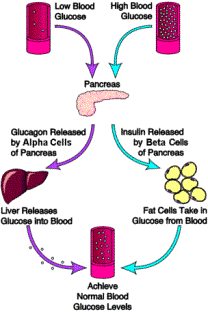role of glucagon and insulin