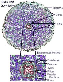 root cross section