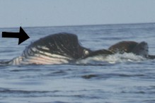 rorqual whale, showing throat grooves