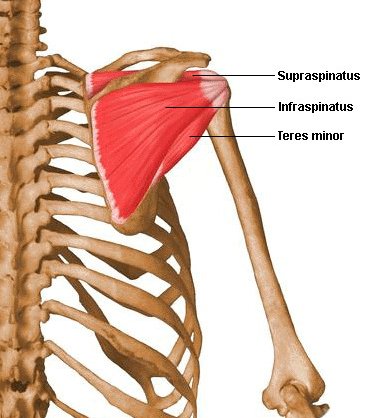 rotator cuff