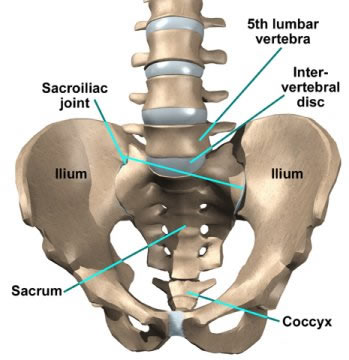 pelvis and sacroiliac joint