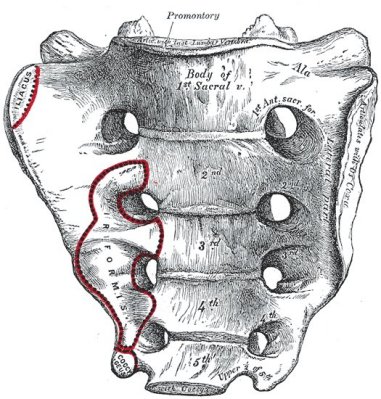 sacrum, pelvic surface