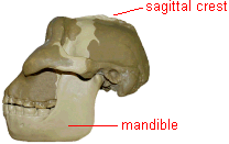 sagittal crest