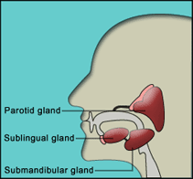 salivary glands