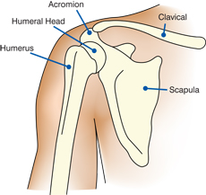 scapula