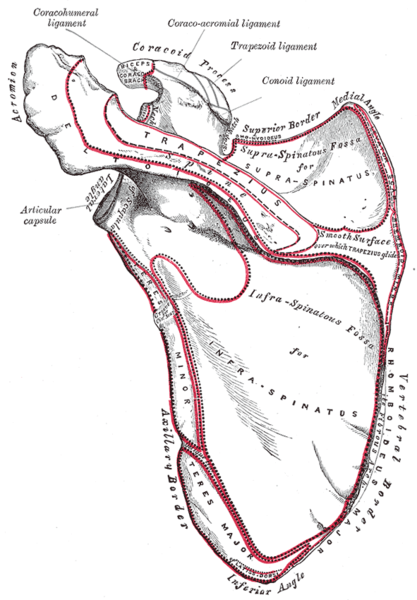 scapula, dorsal surface