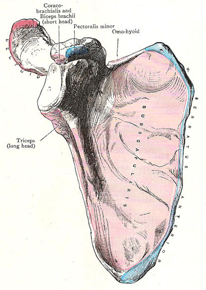 scapula, costal aspect