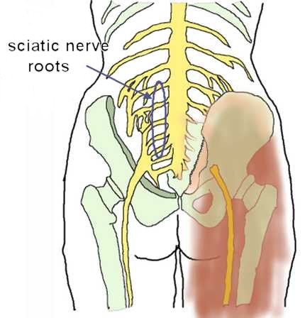 sciatic nerve