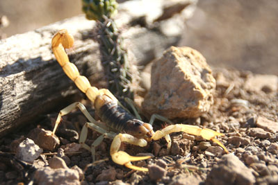 desert hairy scorpion