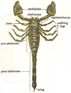 scorpion external anatomy