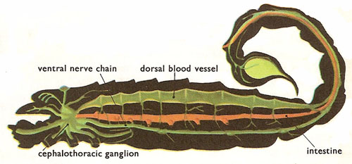 scorpion internal anatomy