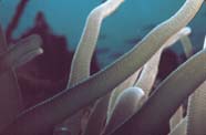 sea anemone tentacles