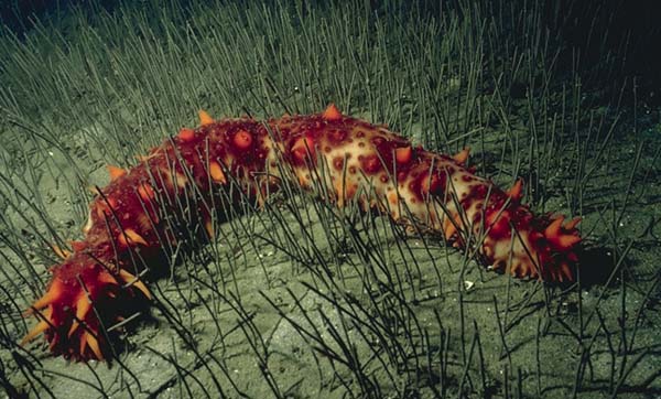 California sea cucumber