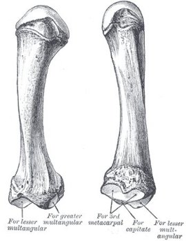 second metacarpal