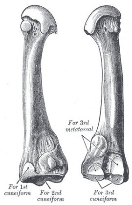 second metactarsal