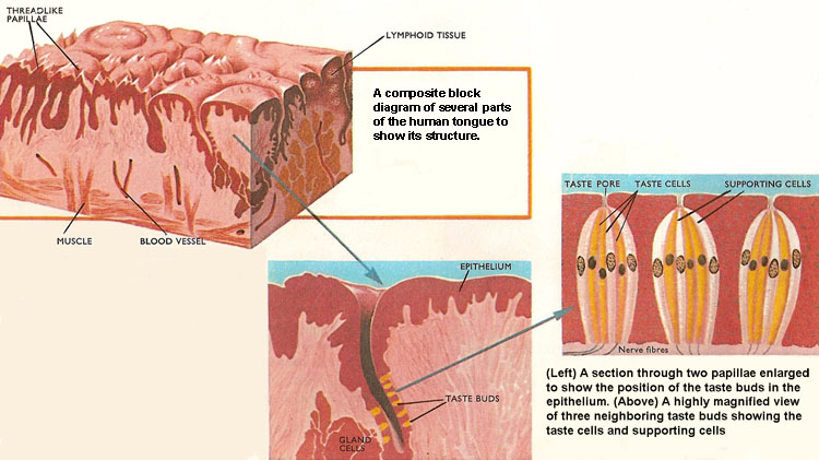 sections through the human tongue and papillae