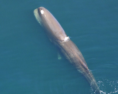 sei whale