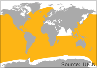 sei whale distribution