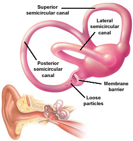 semicircular canals