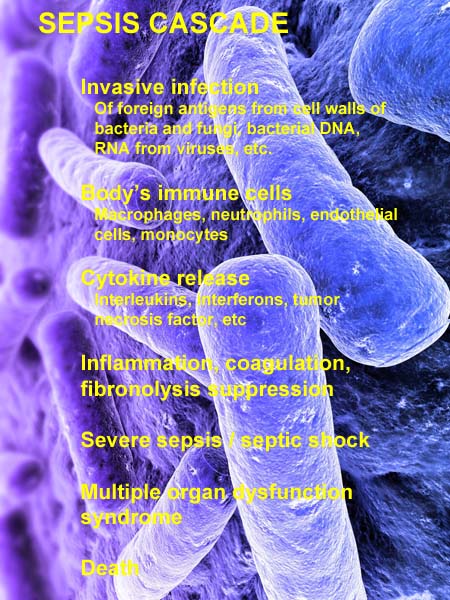 sepsis cascade