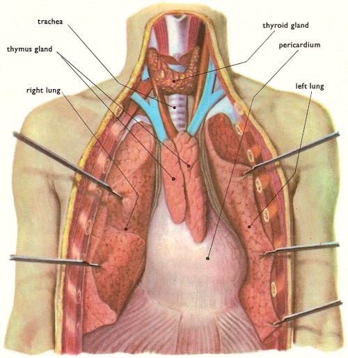 serous membranes