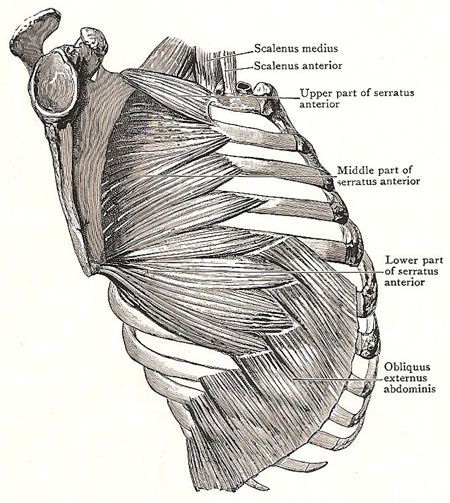 The serratus anterior muscles and origin of the external 
            oblique muscle