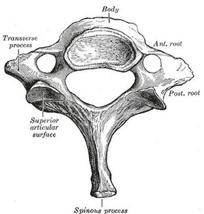 seventh cervical vertebra, side view