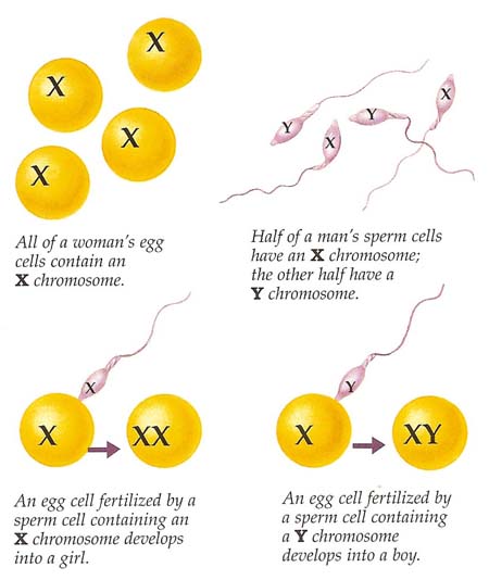 how a person's sex is determined