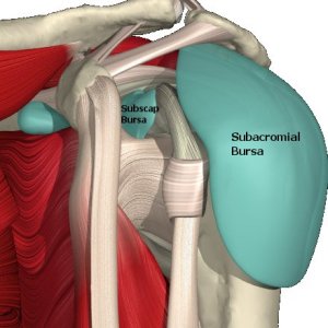 shoulder bursae