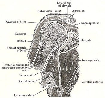 coronal section through left shoulder joint