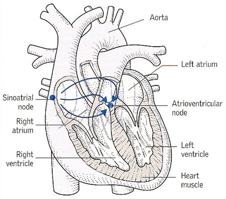 sinoatrial node