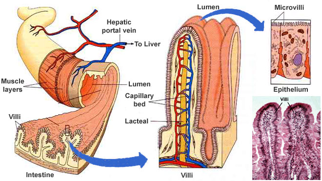 small intestine cross-section and small-scale structure