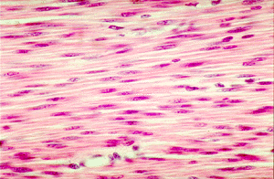 Smooth muscle from a section of small 
            intestine