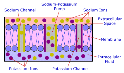 sodium-potassium pump
